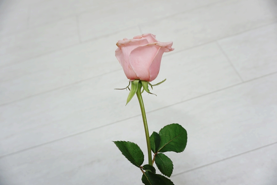 로라집 이미지