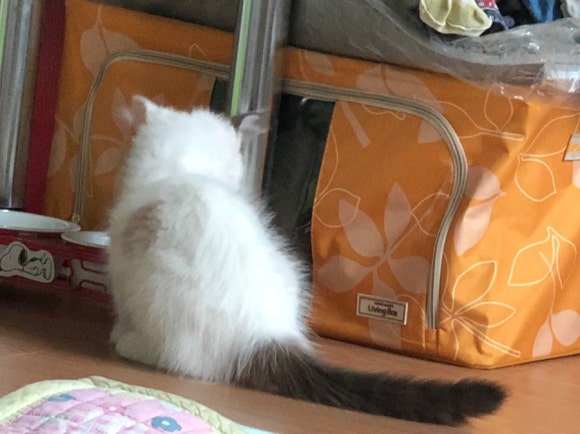 로나뷰티 이미지