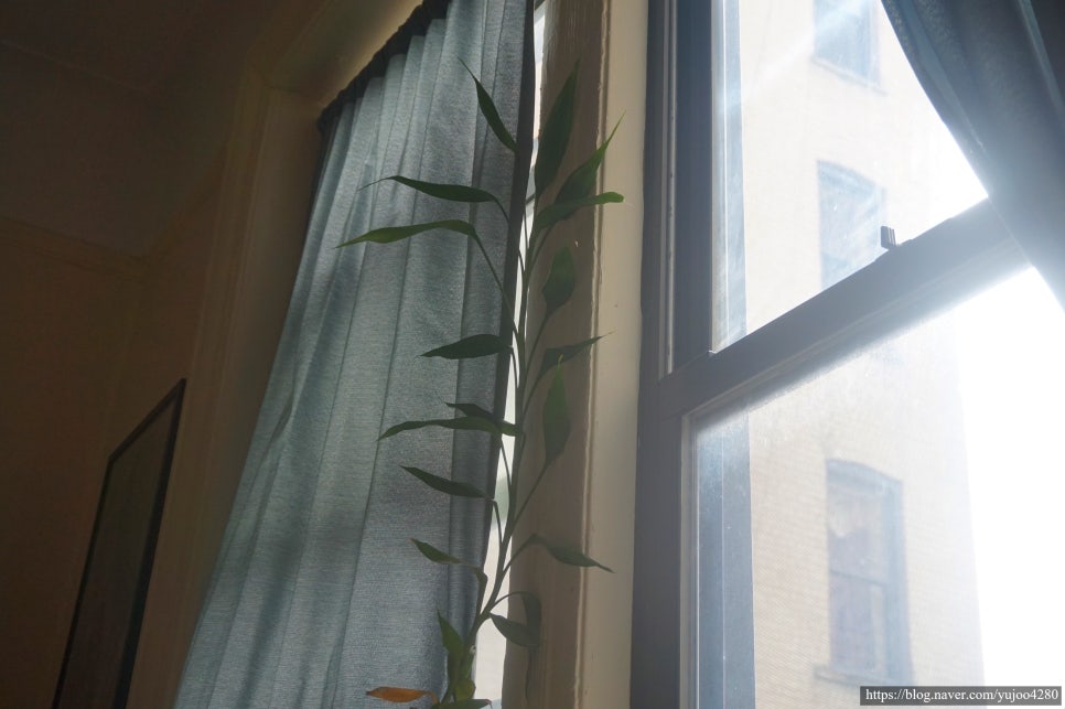 자라다plant 이미지