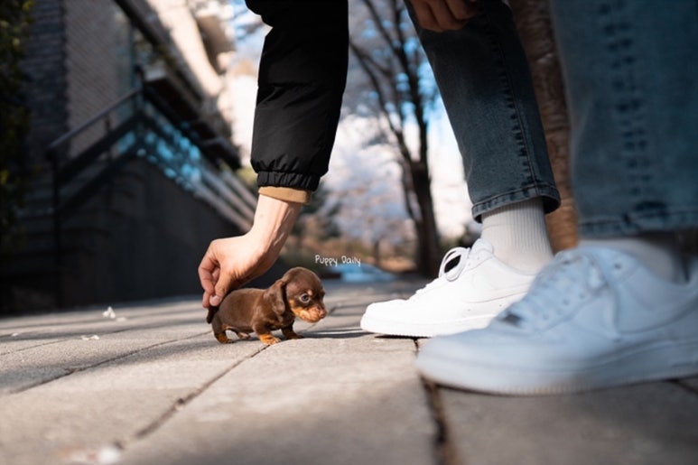 닥스훈트(DACHS HUND) 이미지