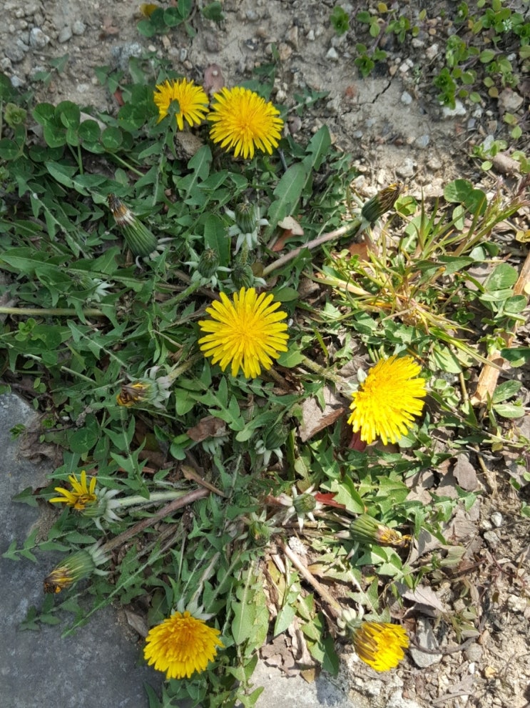 지리산녹차별펜션 이미지