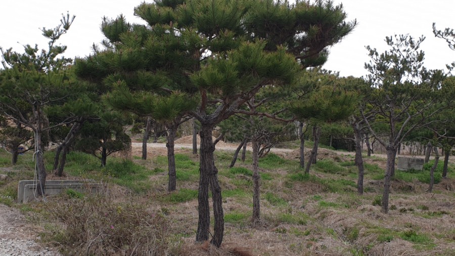 소나무분식 이미지