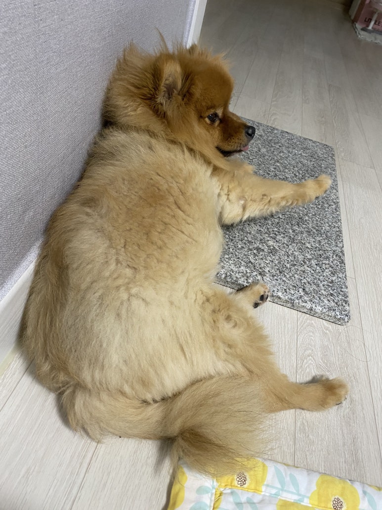 부스스 이미지