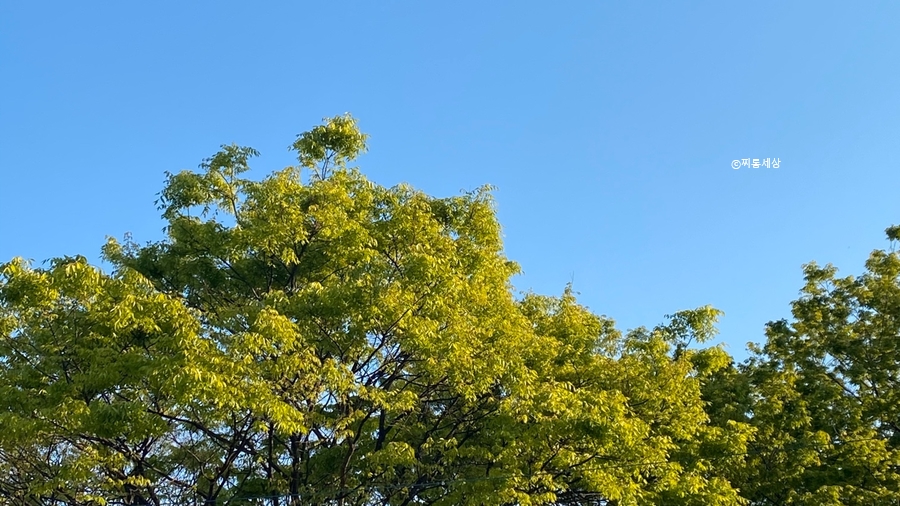 연화샵 이미지