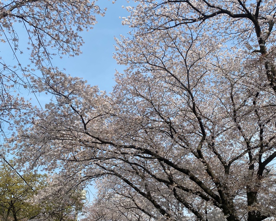 주노코스 이미지