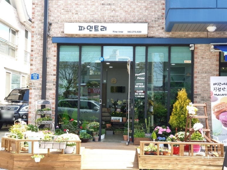 파인트리플라워 이미지