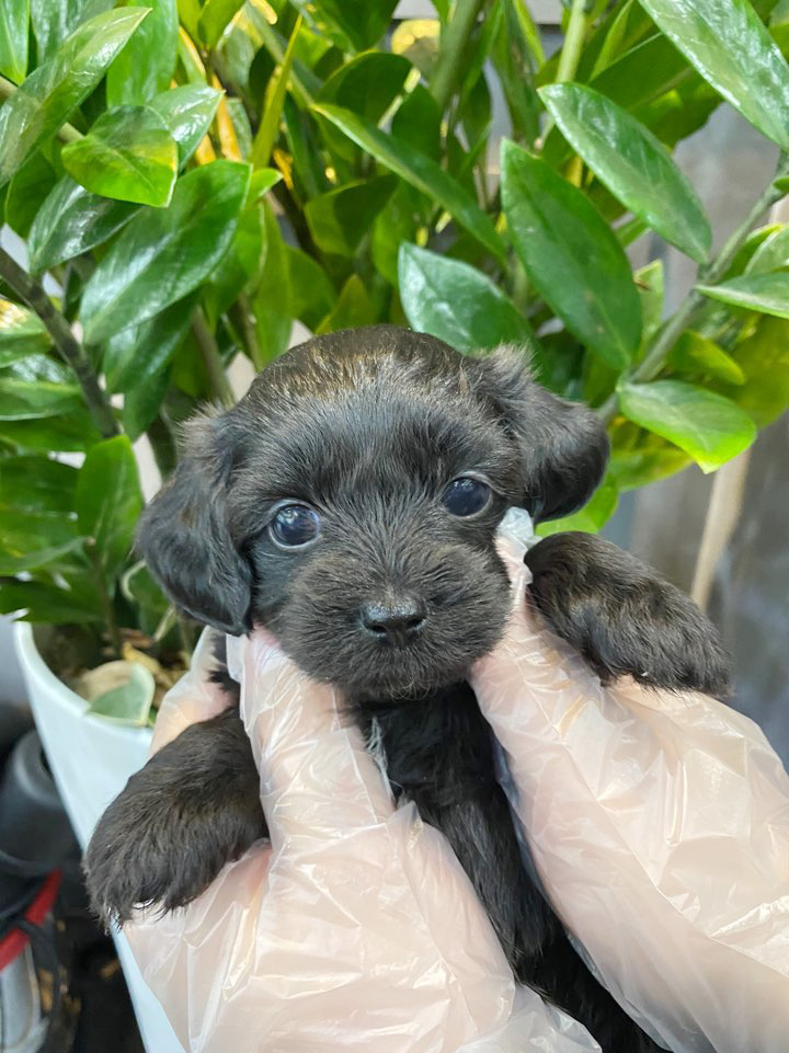 전원 아파트 투시도