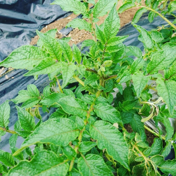 다둥이네농산물 이미지