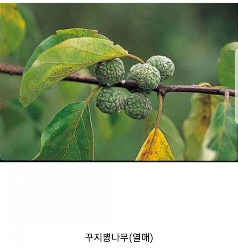 라라조이 이미지