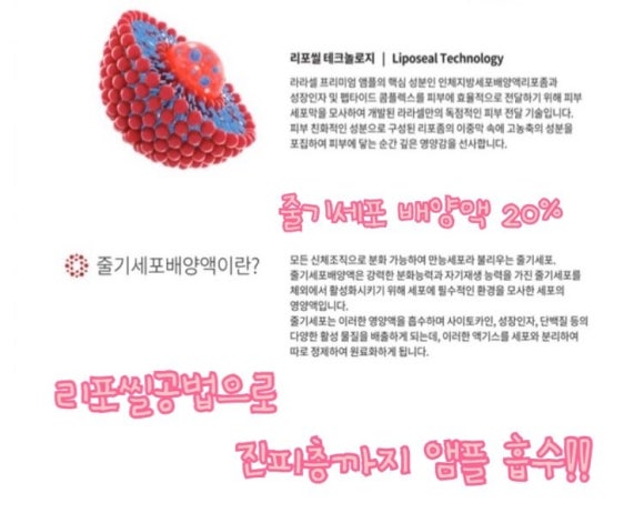 라셀 이미지