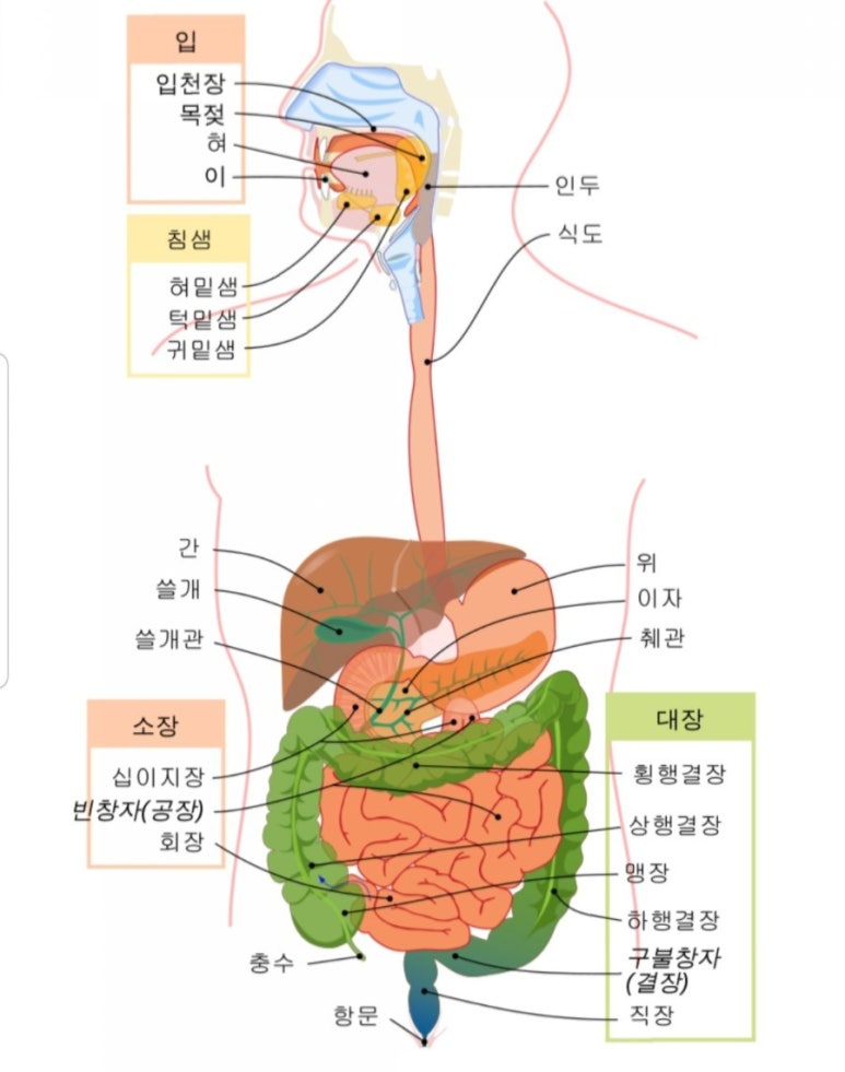 약손월드 이미지