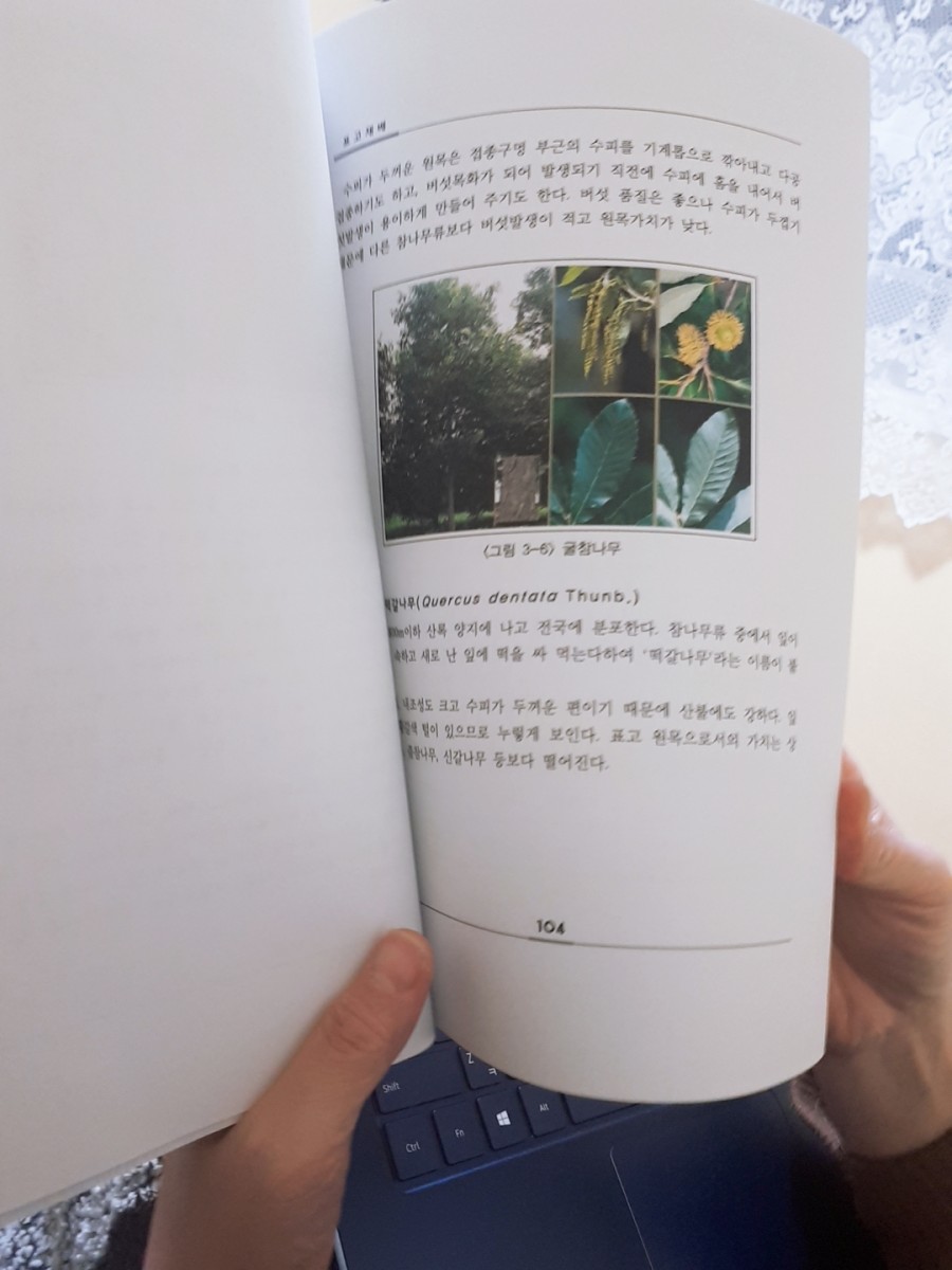 아람향 이미지