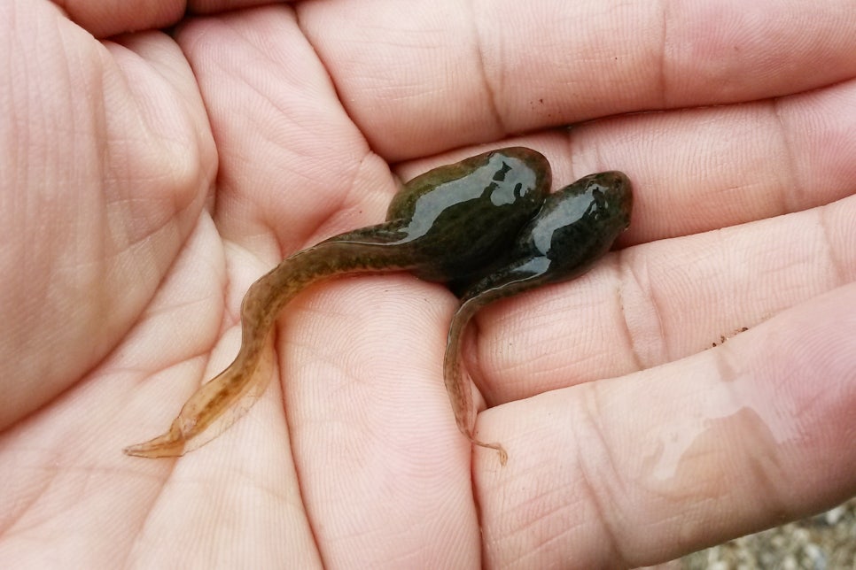백설연차 이미지