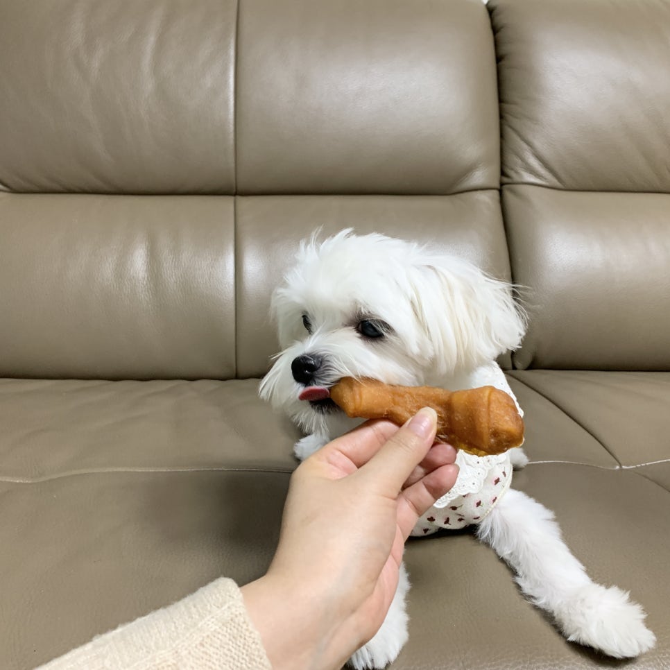 고메303 이미지