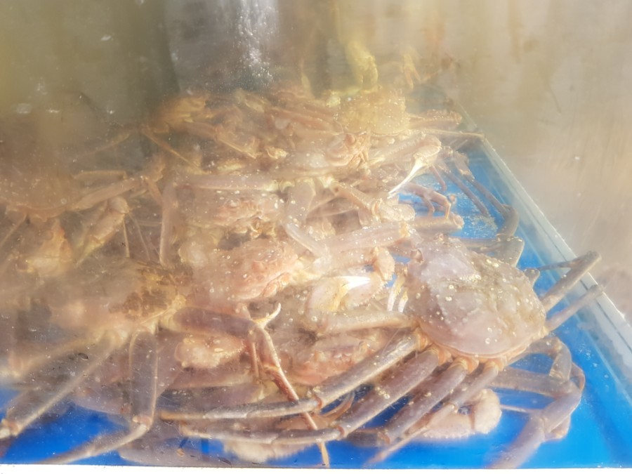 기장시장청해대게 이미지