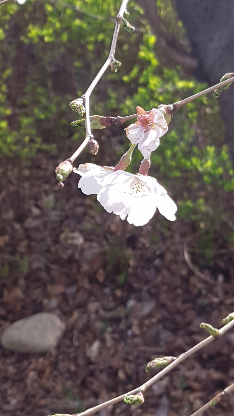 산유화 이미지