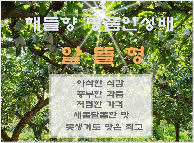해들향 이미지
