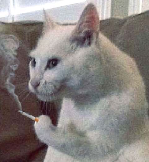 클레이숲 이미지