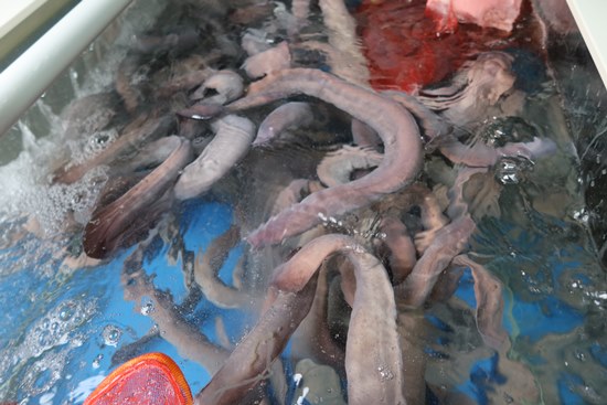 산꼼장어민물장어 이미지