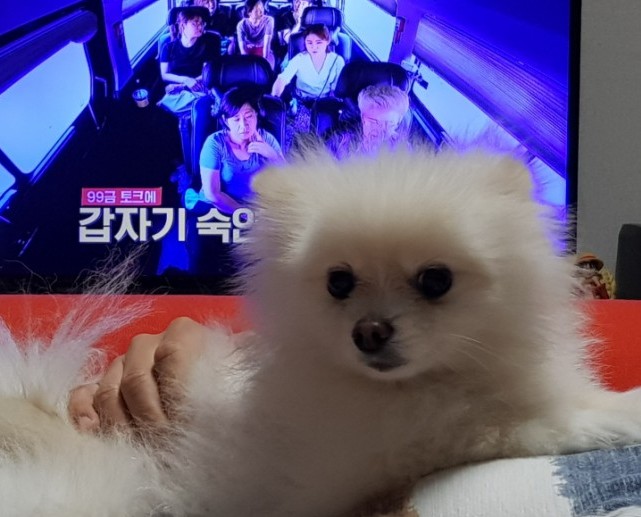 왈왈왈 이미지
