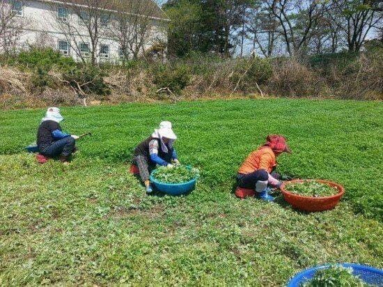 옹동청결떡방앗간 이미지