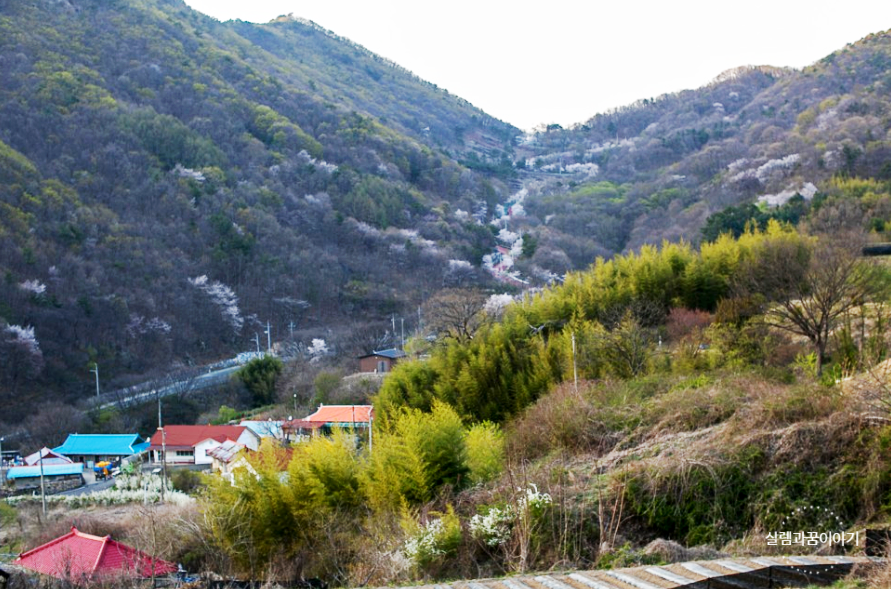 화원꽃마을 이미지