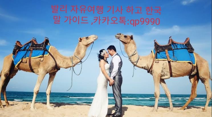 카멜 이미지