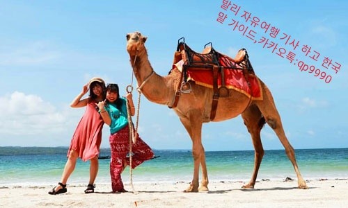 카멜 이미지