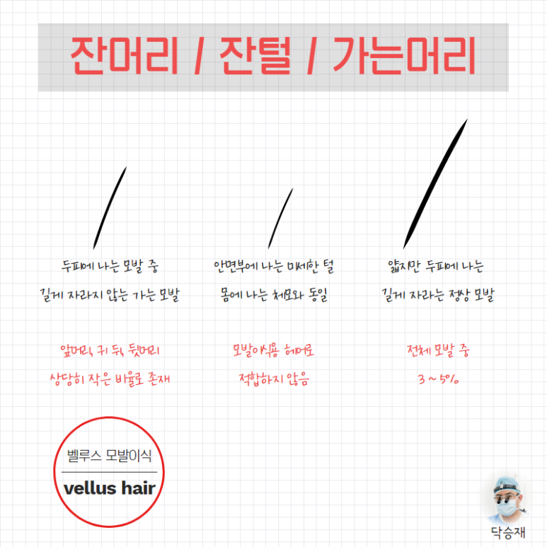 벨루스헤어 이미지