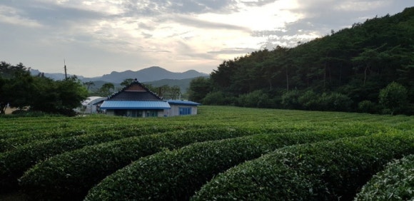 고창청정녹차농원 이미지