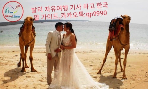 카멜 이미지