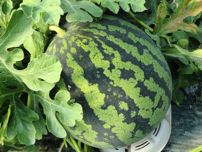 (주)명품 이미지