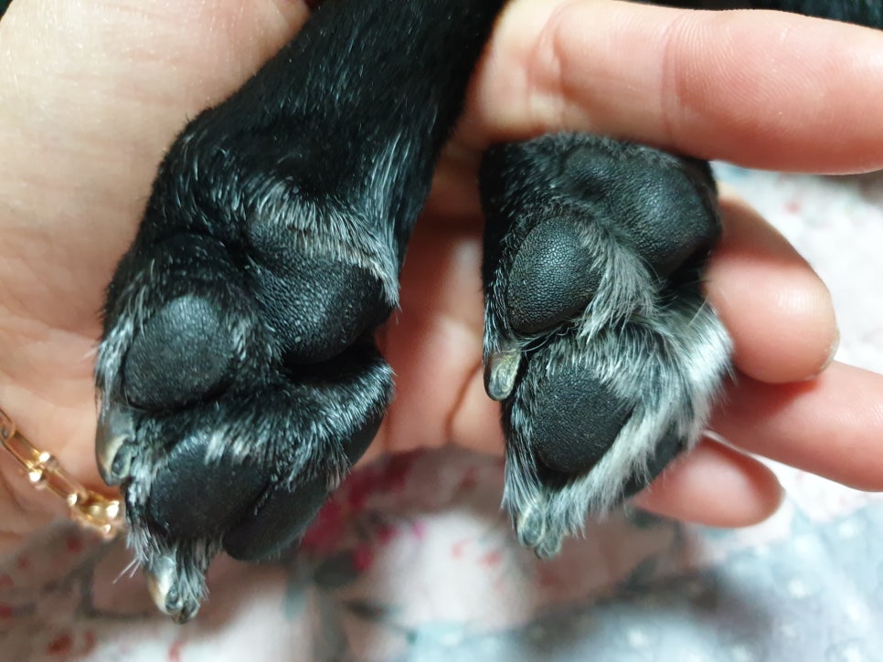 경춘선숲길 노원불빛정원 강아지 산책 코스 — 사진 2