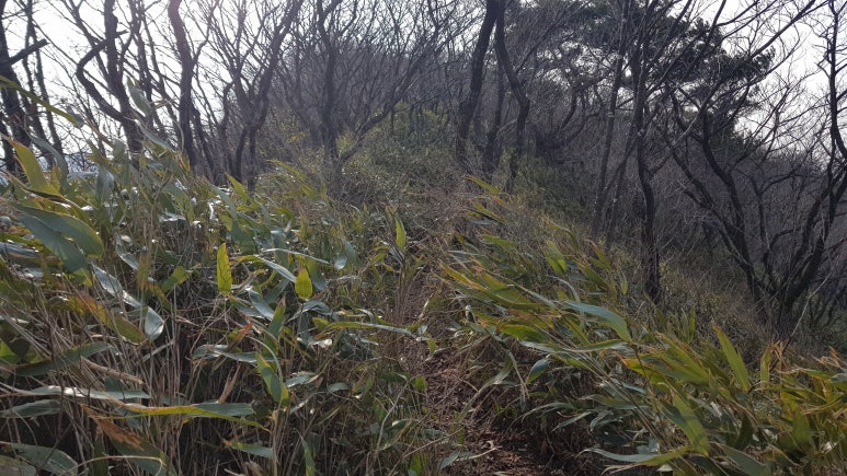 연석산&숲 이미지