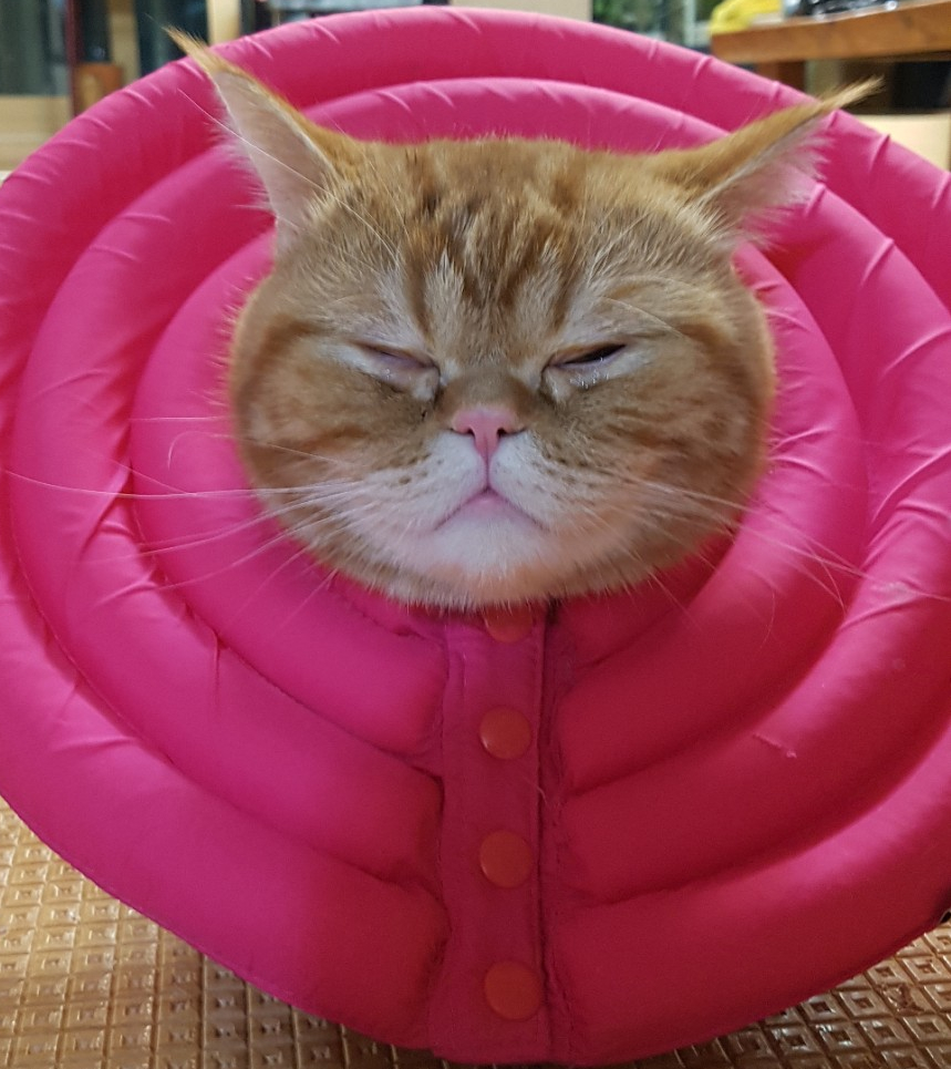 금보야 이미지