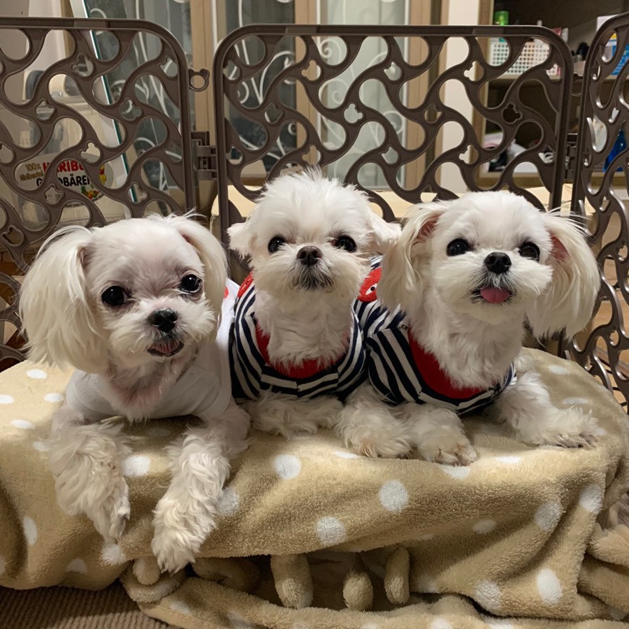 이모집 이미지