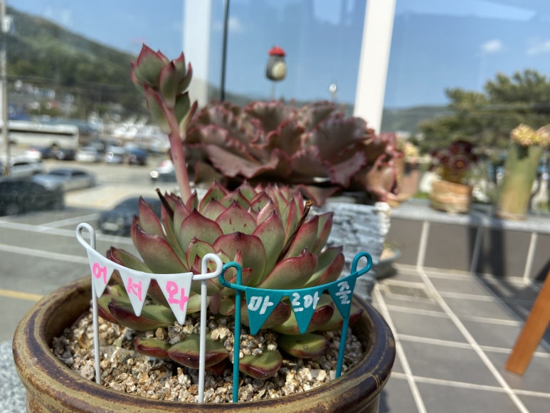 마르아줄 이미지