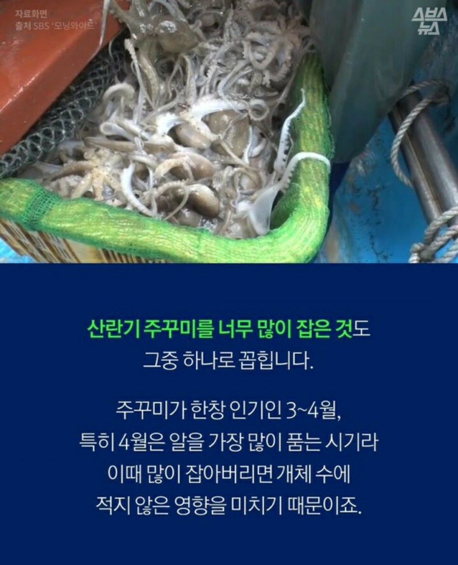 쭈꾸미 이미지