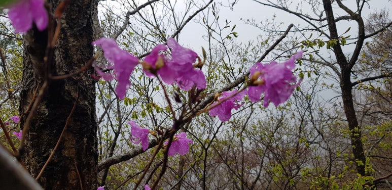 광주마늘상사 이미지