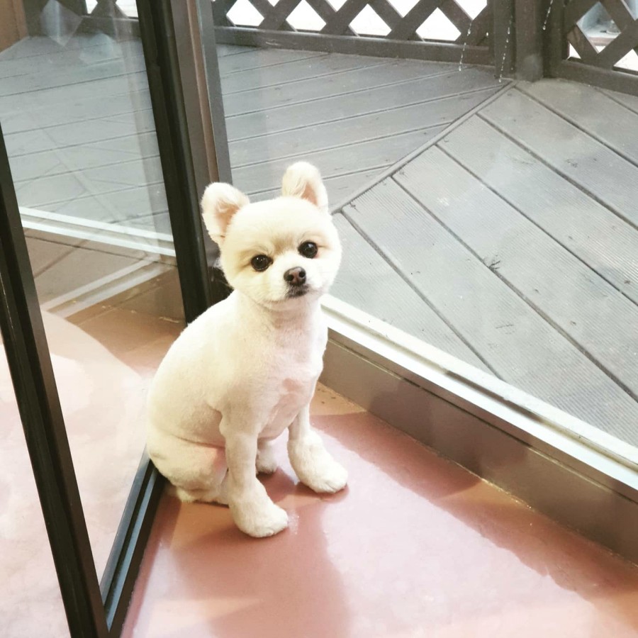 또오개 이미지