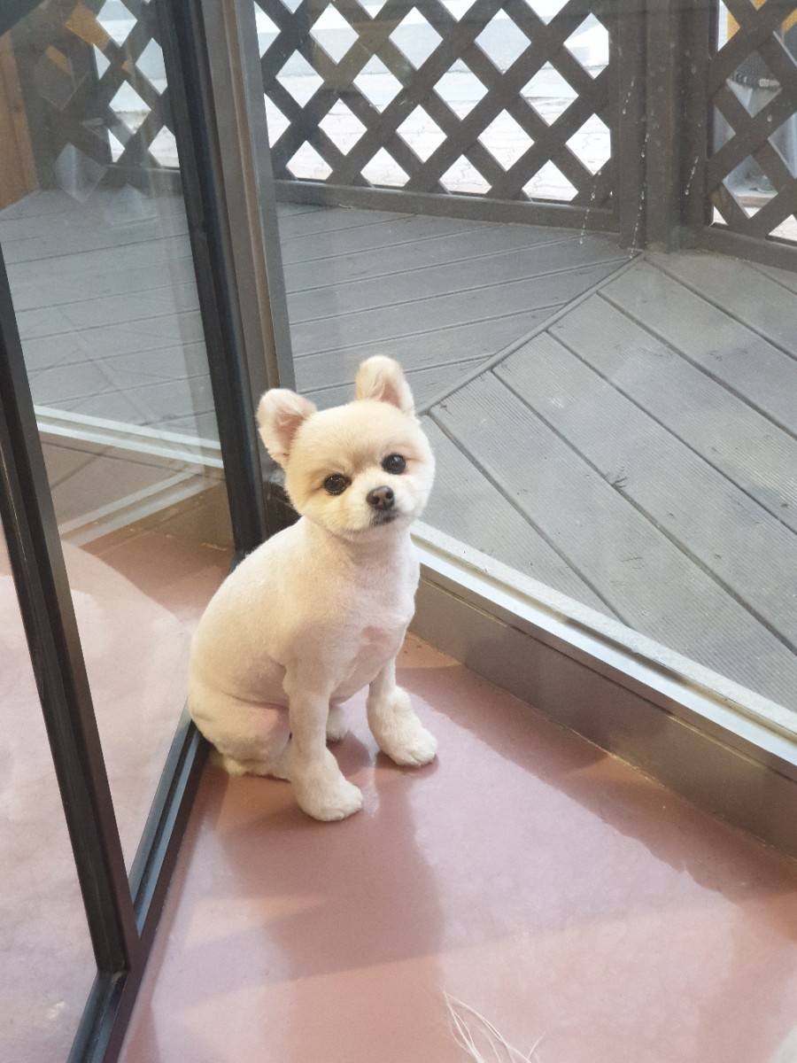 또오개 이미지