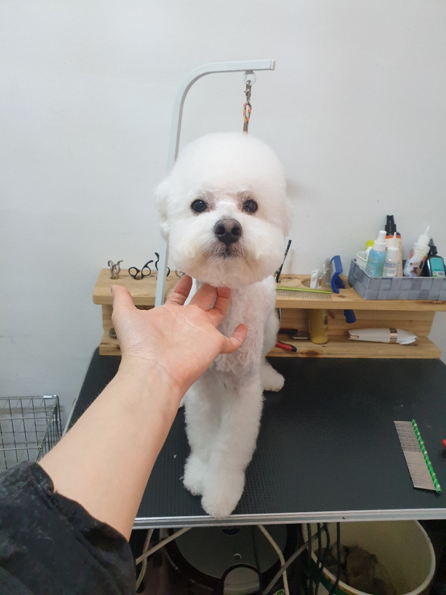 또오개 이미지