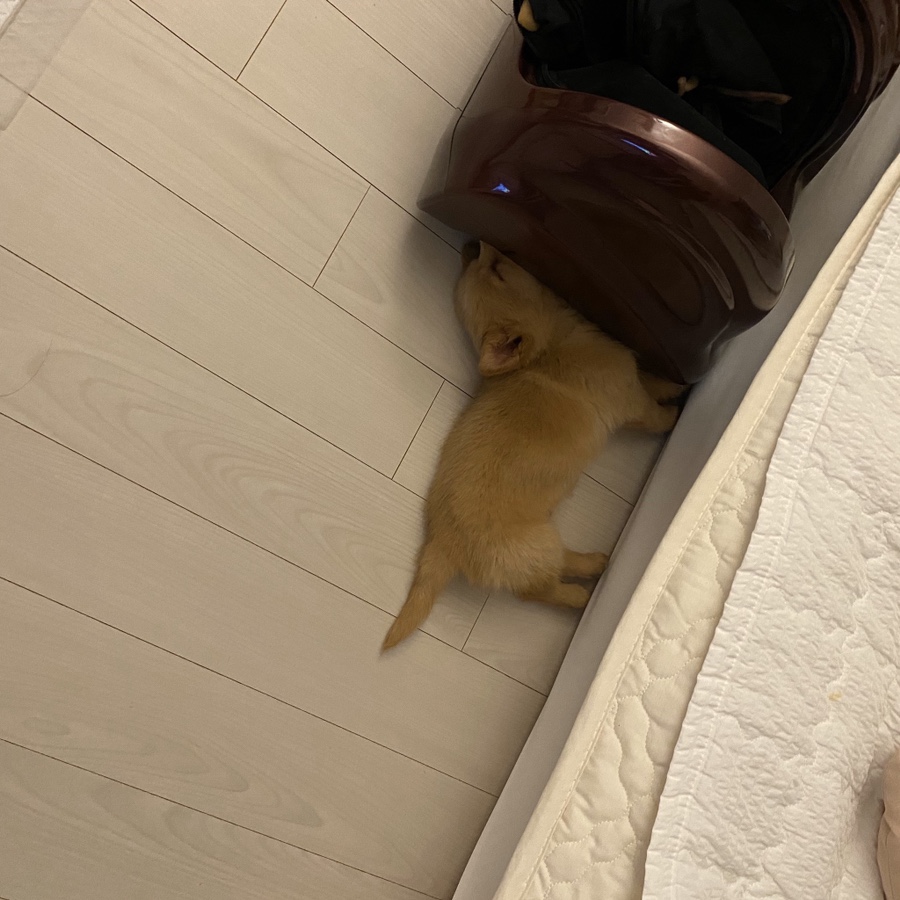 스시민 이미지