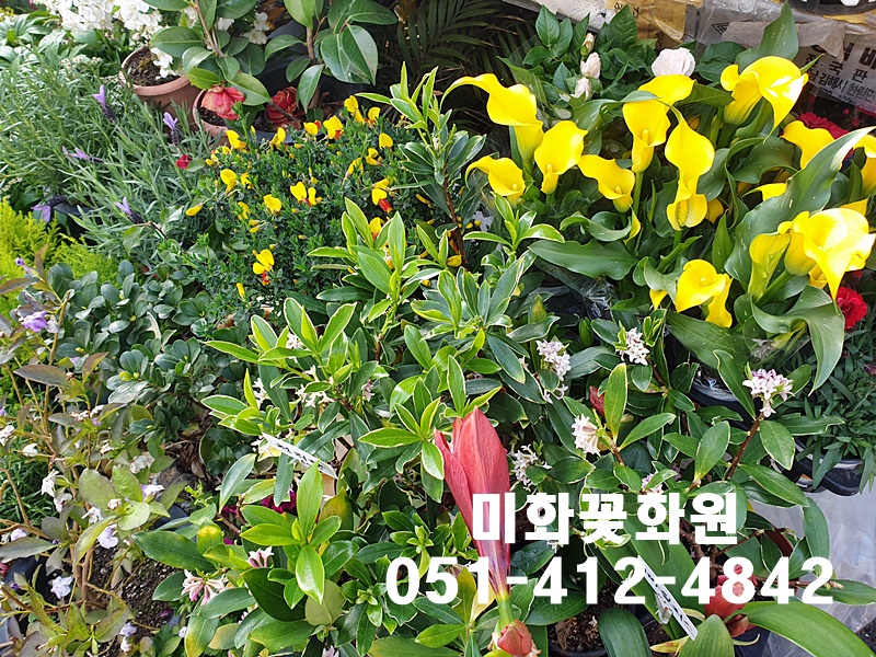 미화화원 이미지