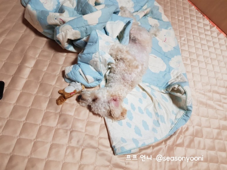 팔팔토이 이미지