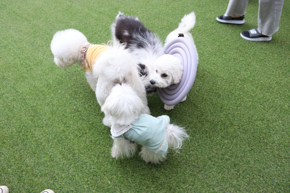 견상낙원 이미지