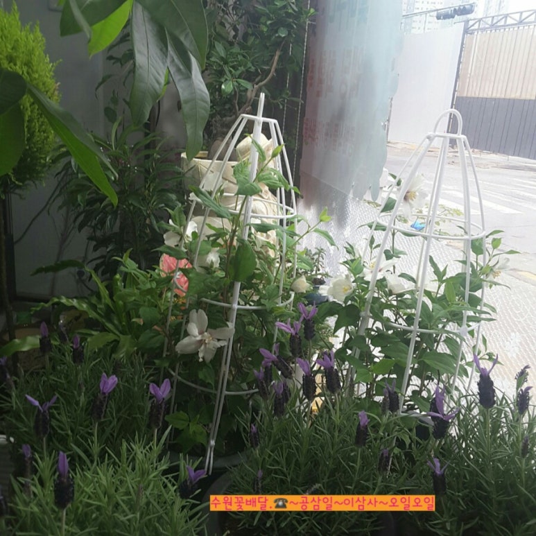 아침향기화원 이미지