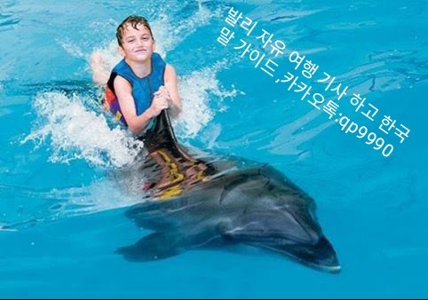 돌핀 이미지