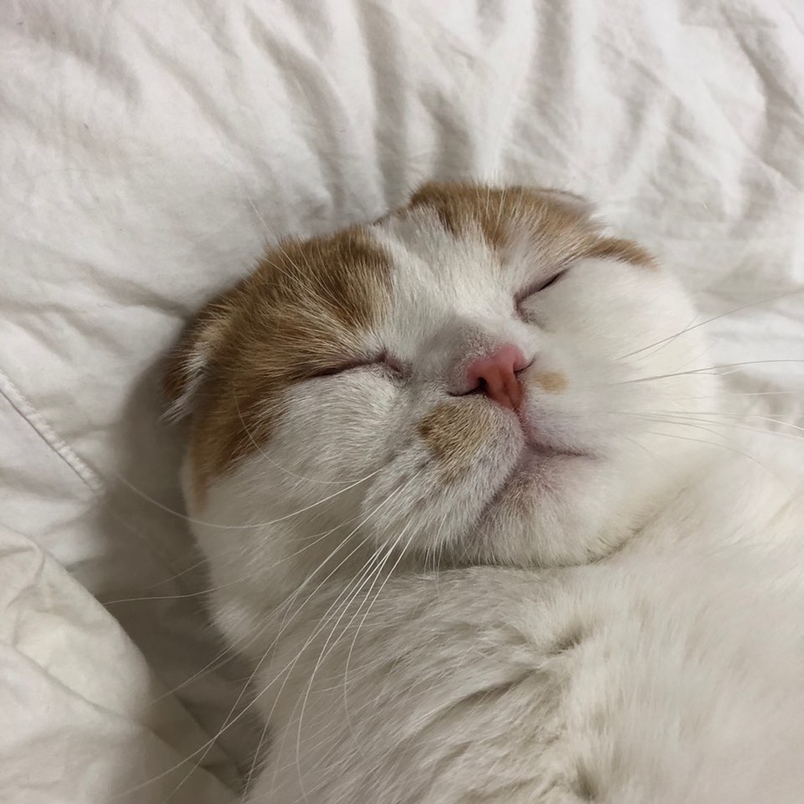 코시뇽 이미지