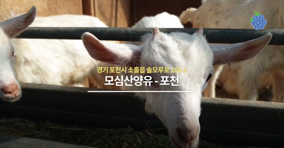모심산양유 이미지